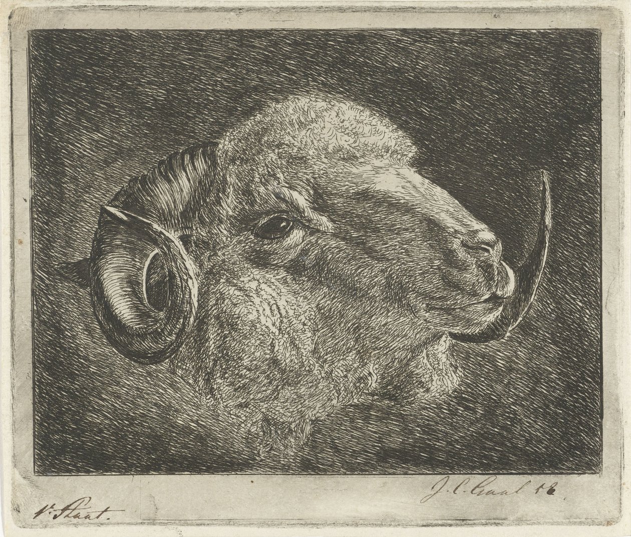 Head of a Ram with Backward Curved Horns by Jacobus Cornelis Gaal (signed by artist)