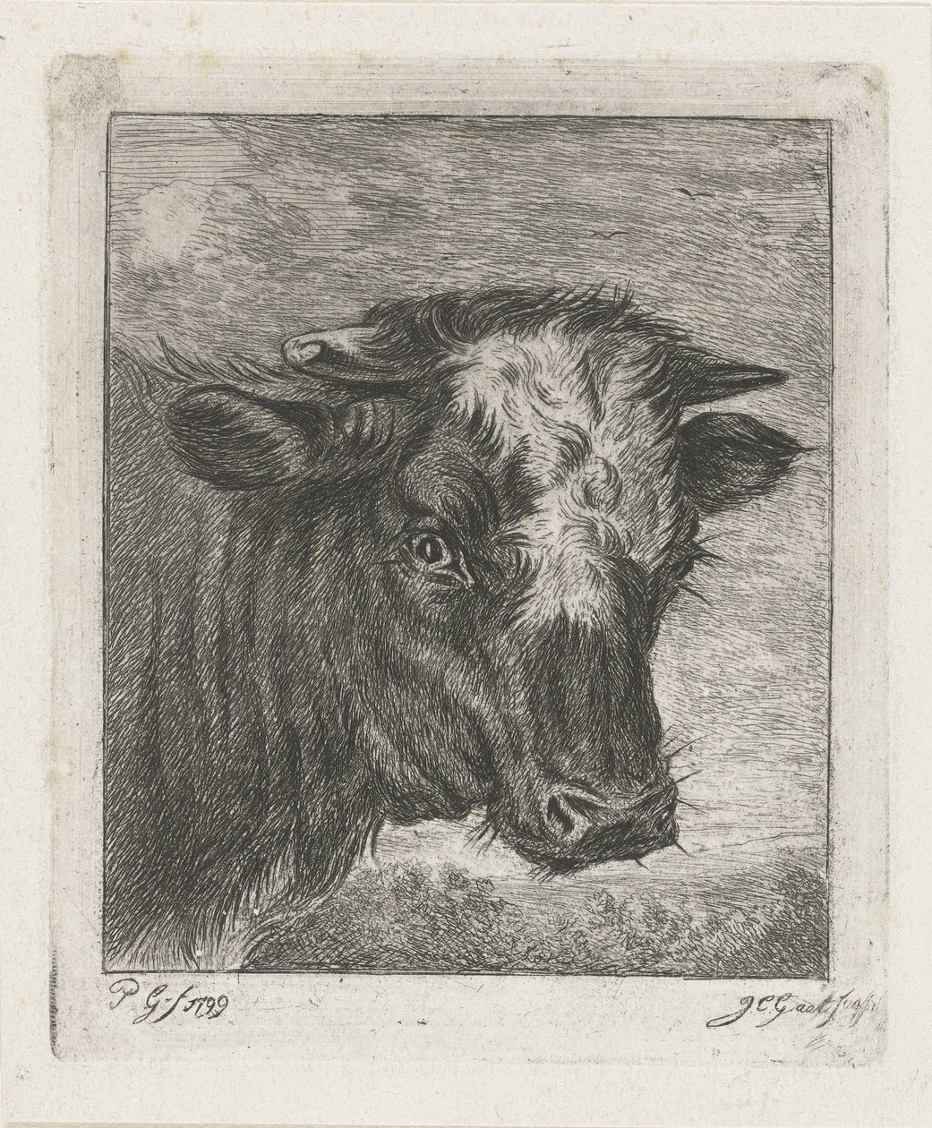 Head of a Cow with White Blaze by Jacobus Cornelis Gaal
