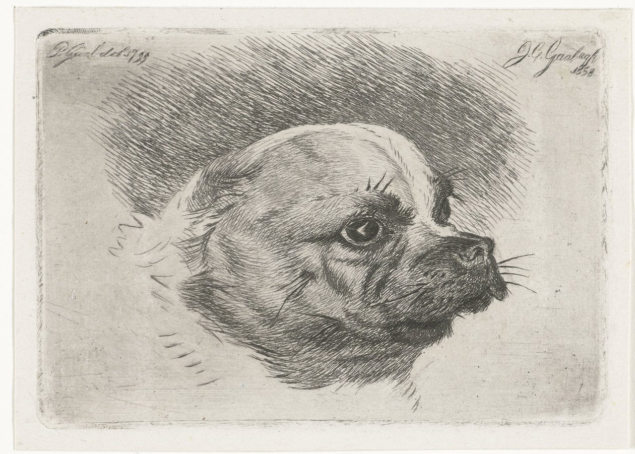 Head of a Pug by Jacobus Cornelis Gaal