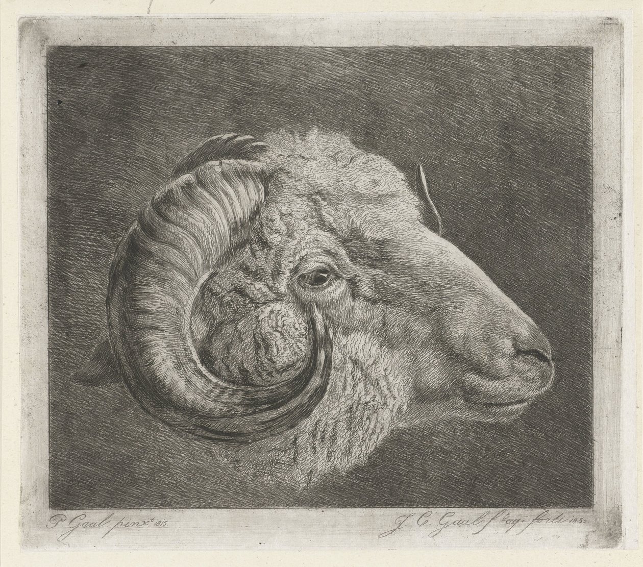 Head of a Ram with Curved Horn by Jacobus Cornelis Gaal