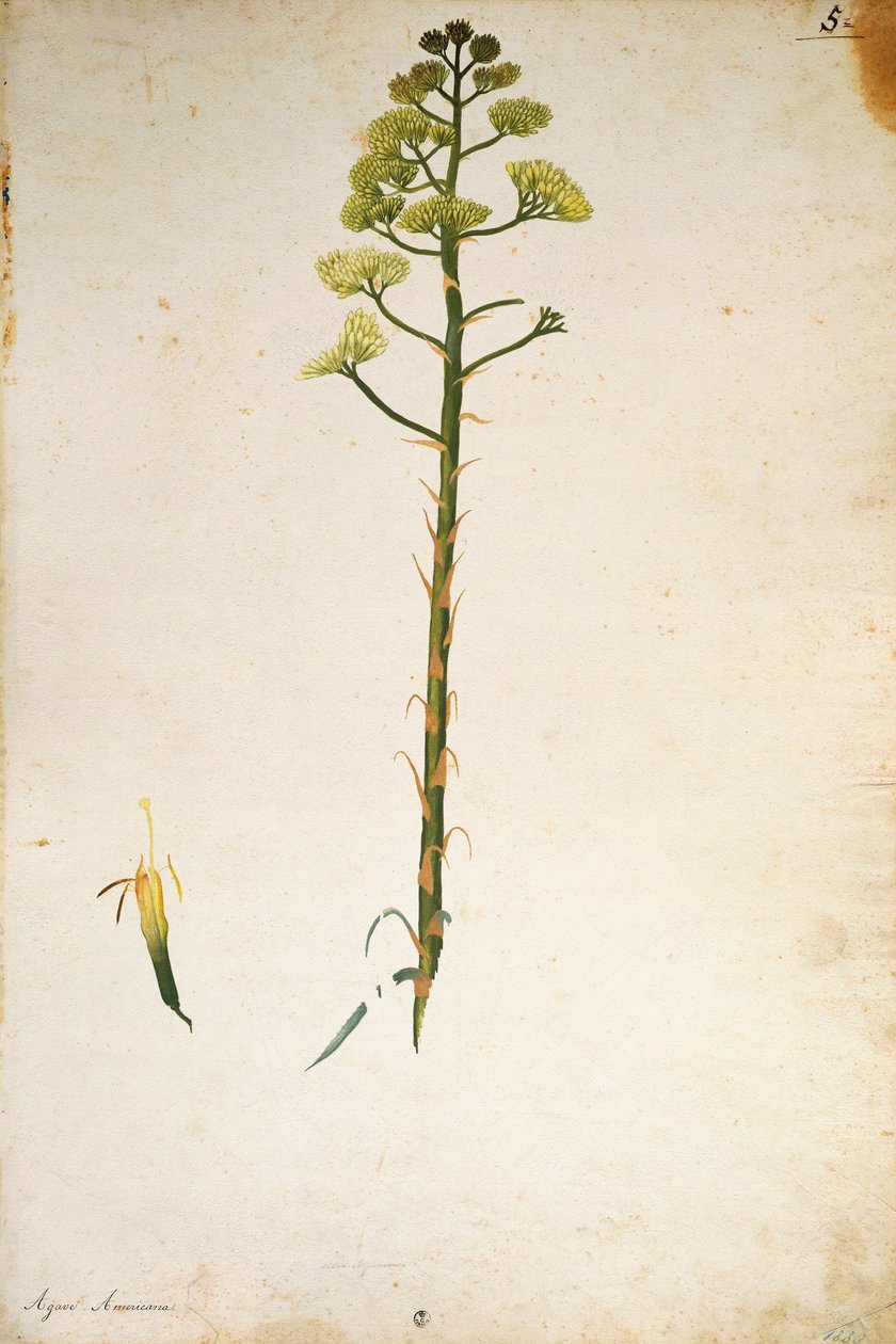 Century Plant Flower (Agave americana) by Jacopo Ligozzi