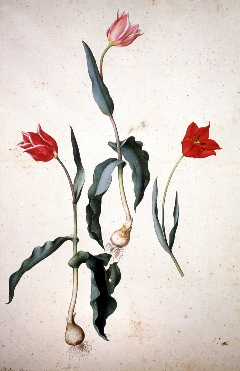 Herbarium: Tulipa Gesneriana by Jacopo Ligozzi