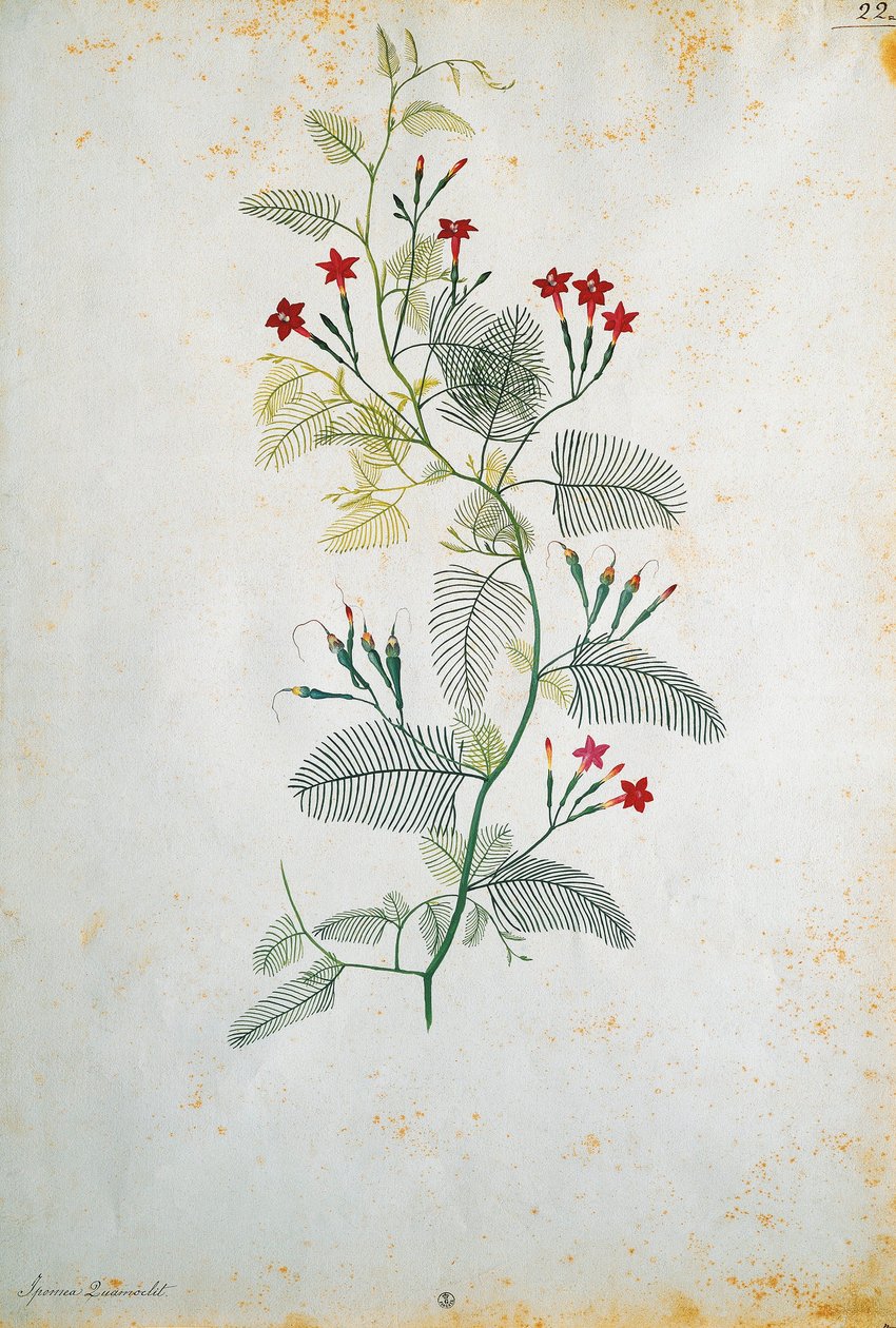 Quamoclit Pennata (Cypress Vine), Mexican Plant, by Jacopo Ligozzi by Jacopo Ligozzi