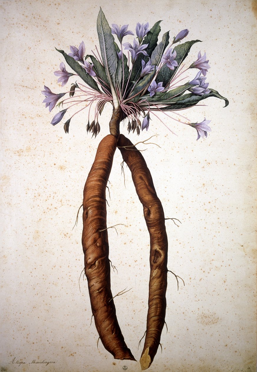 Unknown Image by Jacopo Ligozzi