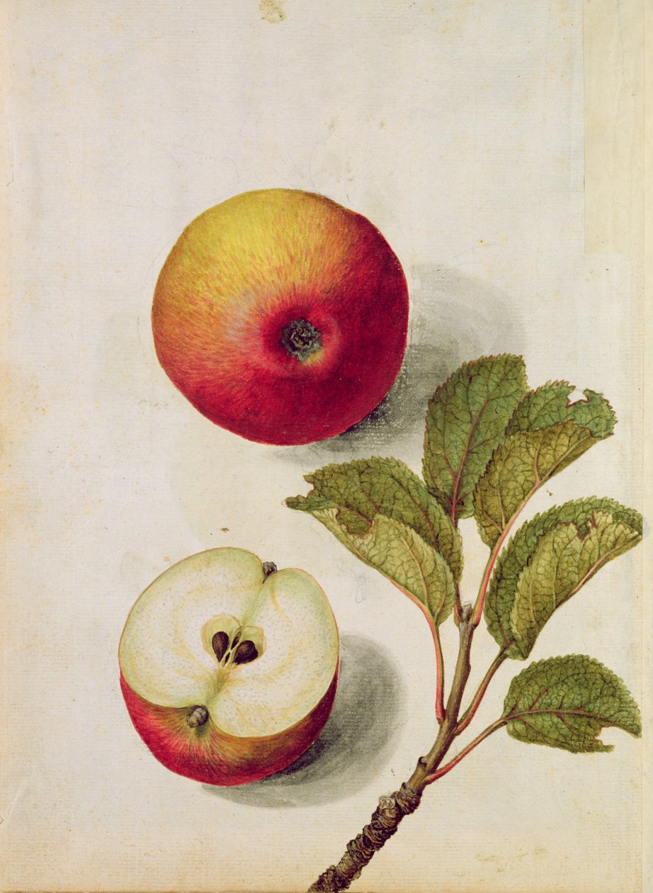 Apple: Pyrus malus, c.1568 by Jacques Le Moyne