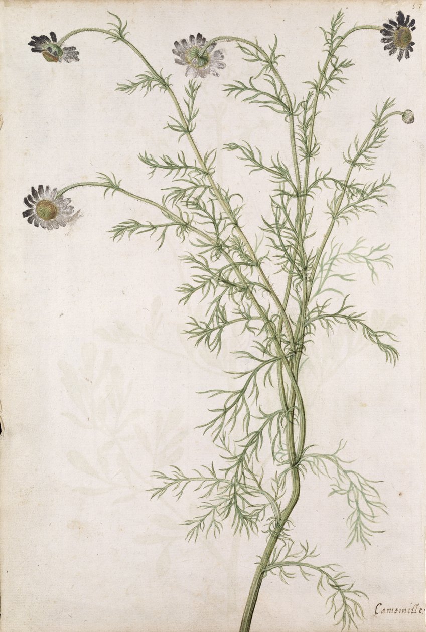 Chamaemelum nobile Allioni, c.1568 by Jacques Le Moyne