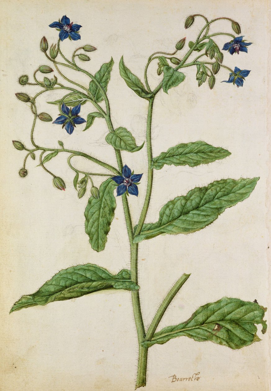 Borage: Borago officinalis, c.1568, by J.le Moyne de Morgue by Jacques (1533-88) Le Moyne