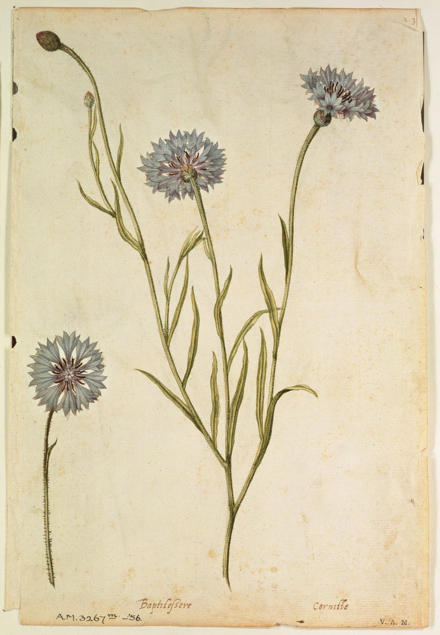 Cornflower: Centaurea cyanus, c.1568, by J.le Moyne de Morgues by Jacques (1533-88) Le Moyne