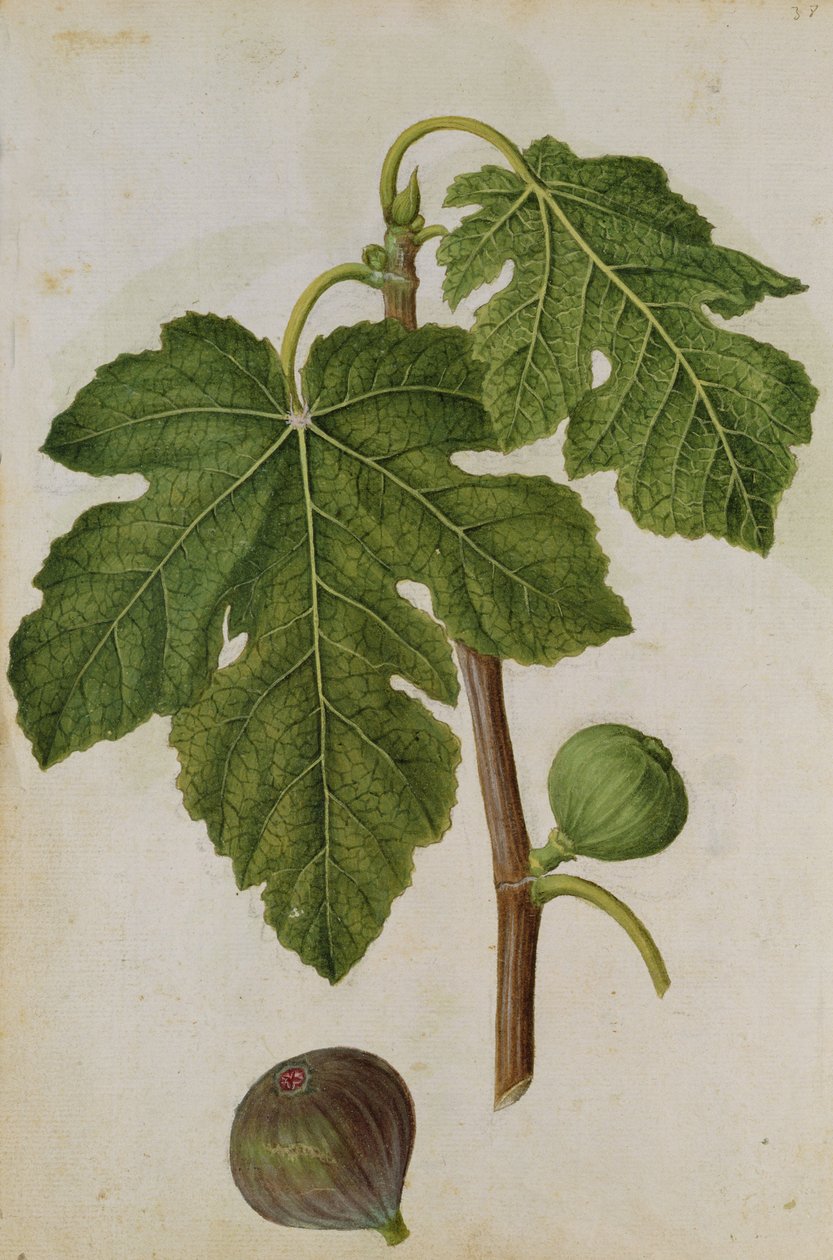 Fig: Ficus, c.1568, by J.le Moyne de Morgues by Jacques (1533-88) Le Moyne