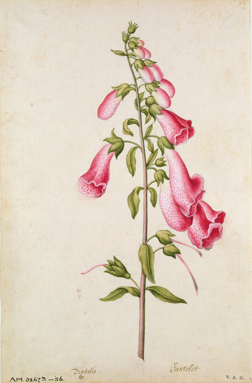 Foxglove: Digitalis purpurea, c.1568, by J.le Moyne de Morgues by Jacques (1533-88) Le Moyne