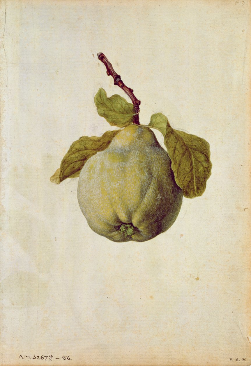 Quince: Cydonia vulgaris, c.1568, by J.le Moyne de Morgues by Jacques (1533-88) Le Moyne