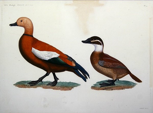 Casarca Duck by Jacques (after) Barraband