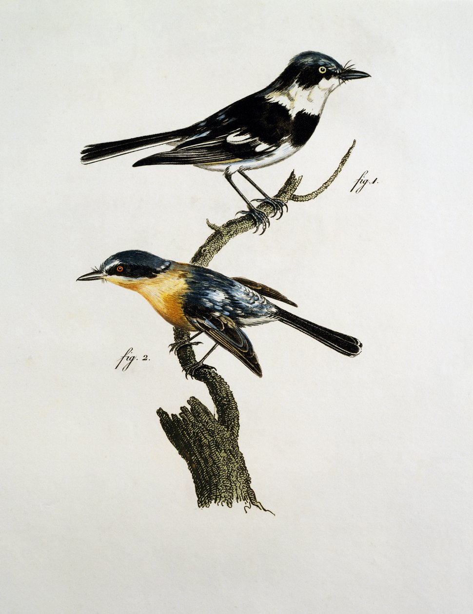 Male and female of Pririt Batis (Batis pririt) by Jacques (after) Barraband
