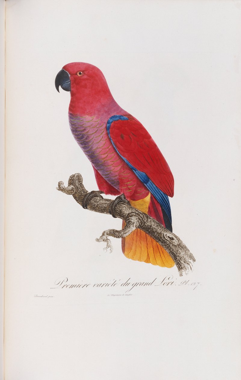 Premiere Variete du Grand Lori, Engraved by Langlois by Jacques Barraband