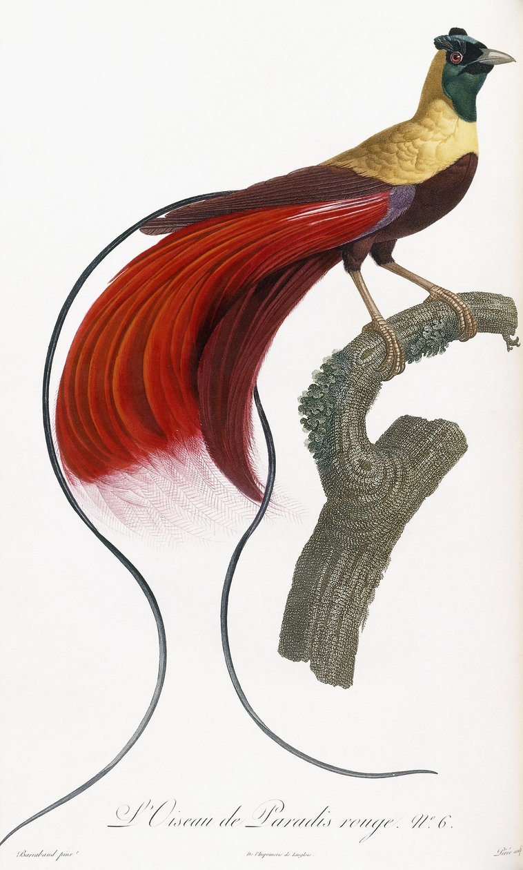 Red Bird of Paradise by Jacques Barraband