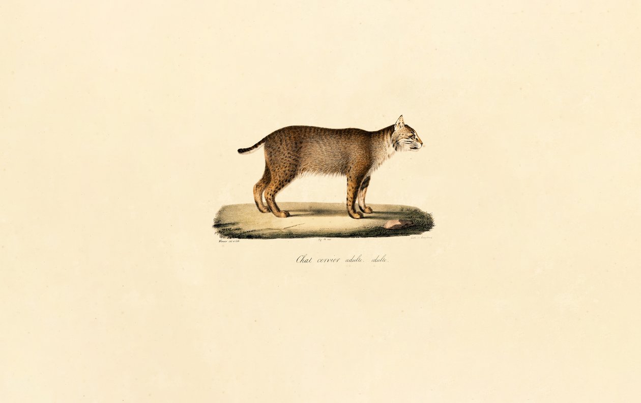Adult Bobcat by Jacques Christophe Werner