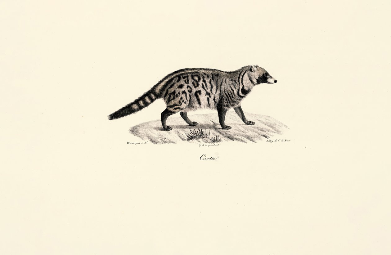 African Civet by Jacques Christophe Werner