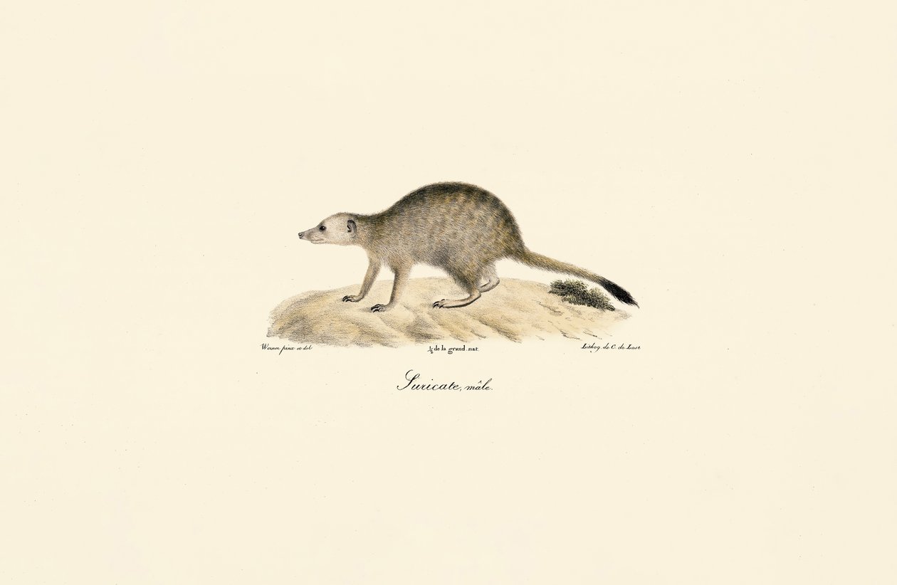 African Mongoose by Jacques Christophe Werner