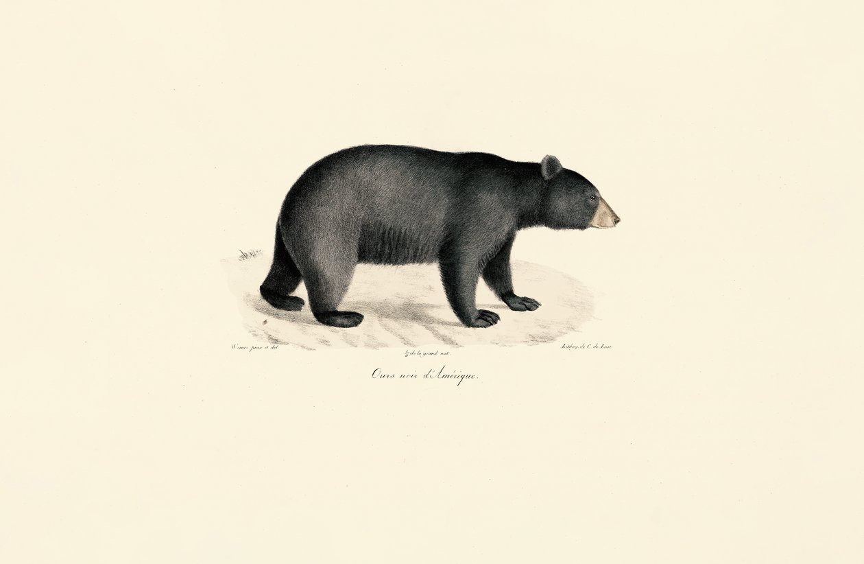 American Black Bear by Jacques Christophe Werner