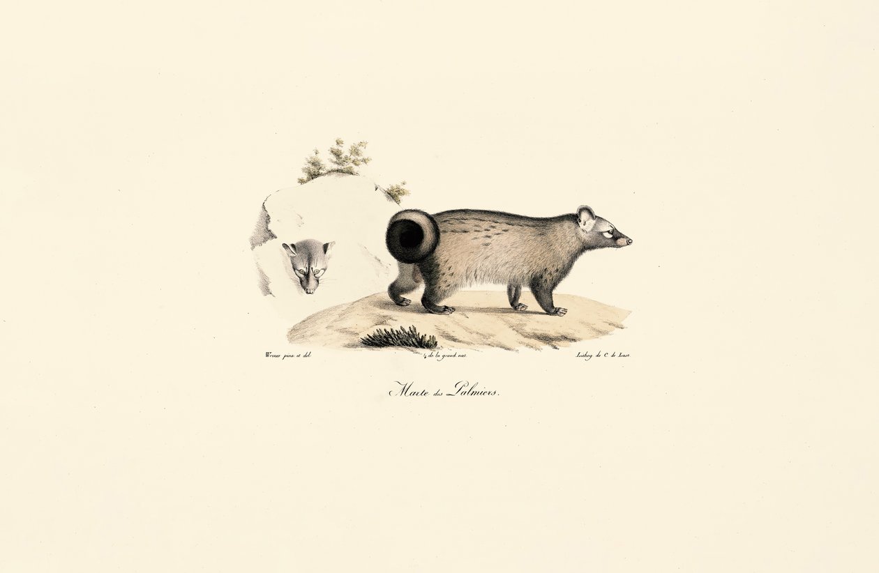 Asian Palm Civet by Jacques Christophe Werner