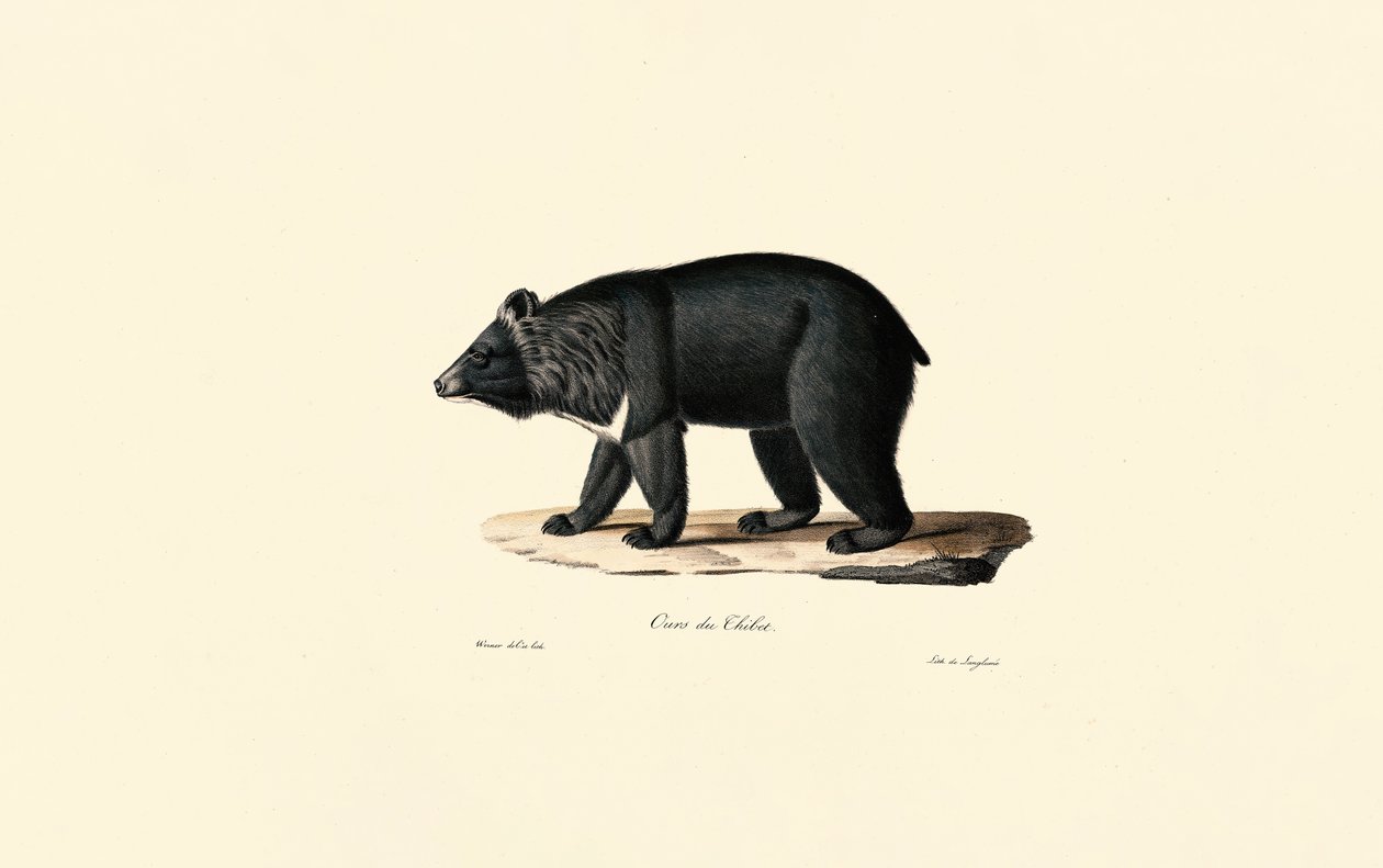 Asiatic Black Bear by Jacques Christophe Werner