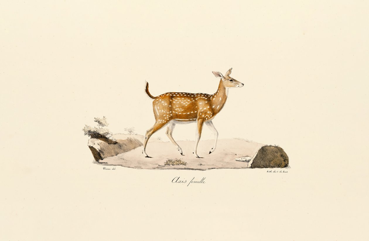 Axis Deer Female by Jacques Christophe Werner