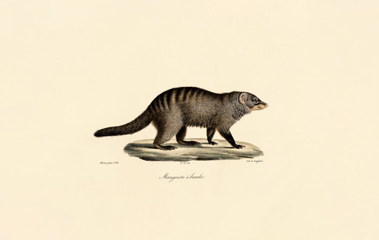 Banded Mongoose by Jacques Christophe Werner