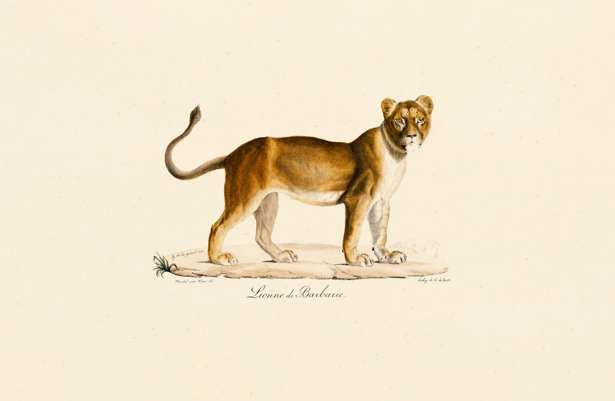 Barbary Lioness in Profile by Jacques Christophe Werner