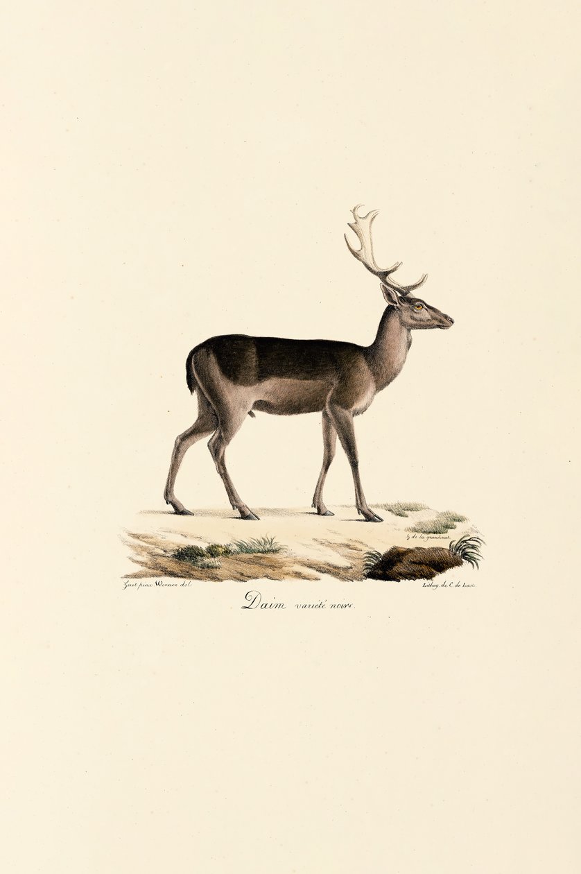 Black Fallow Deer Variant by Jacques Christophe Werner