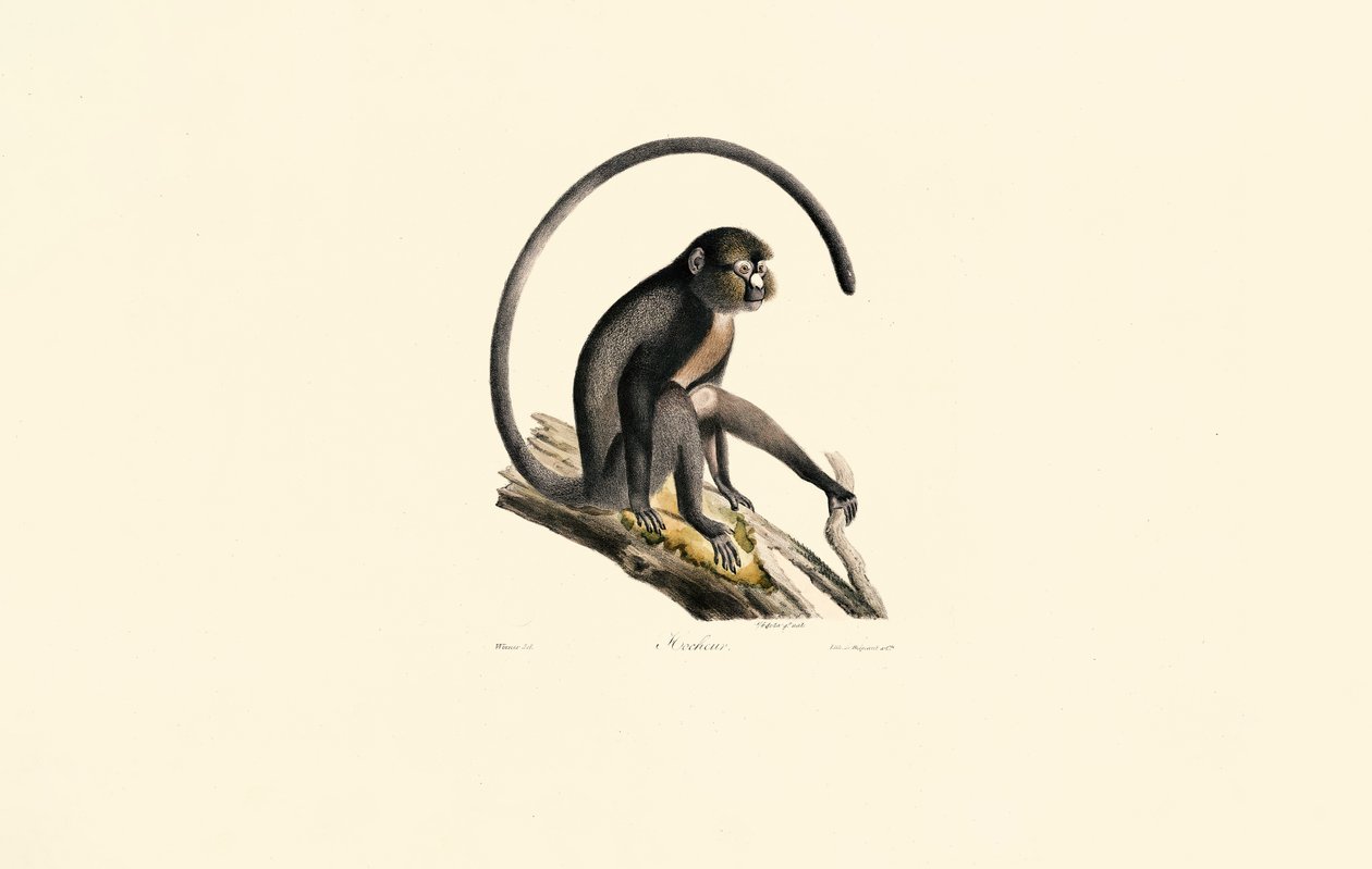 Black Spider Monkey by Jacques Christophe Werner