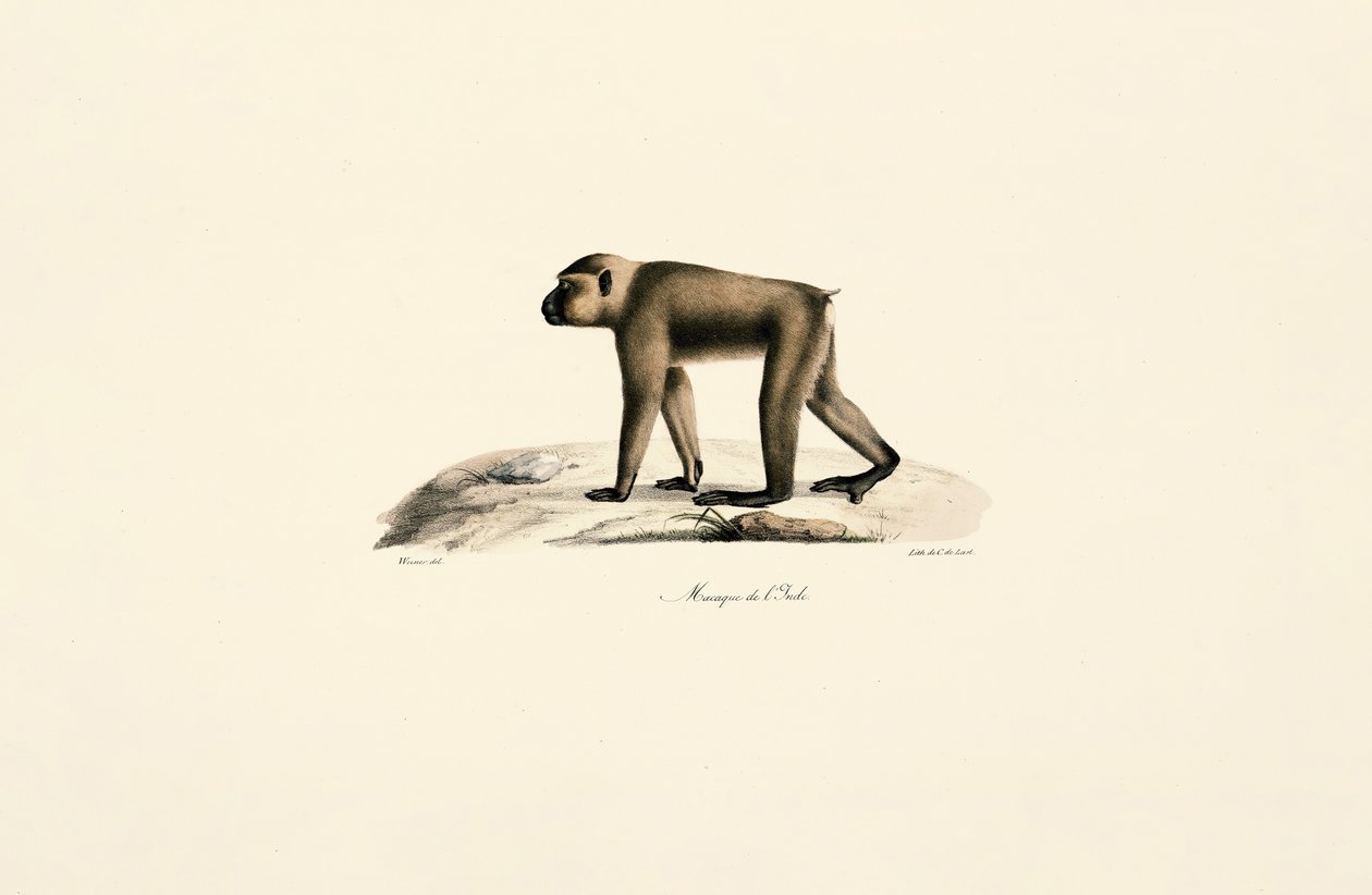 Bonnet Macaque by Jacques Christophe Werner