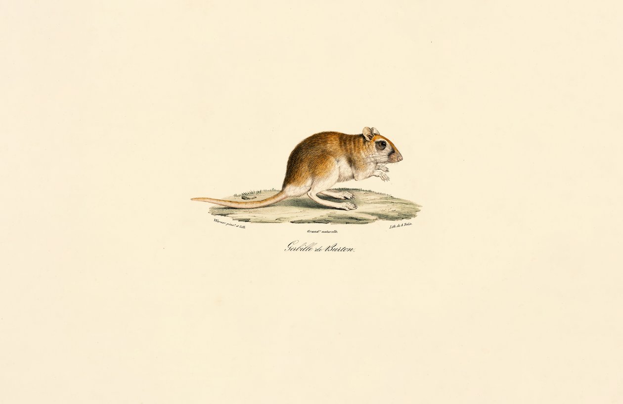 Bushy-tailed Jird by Jacques Christophe Werner
