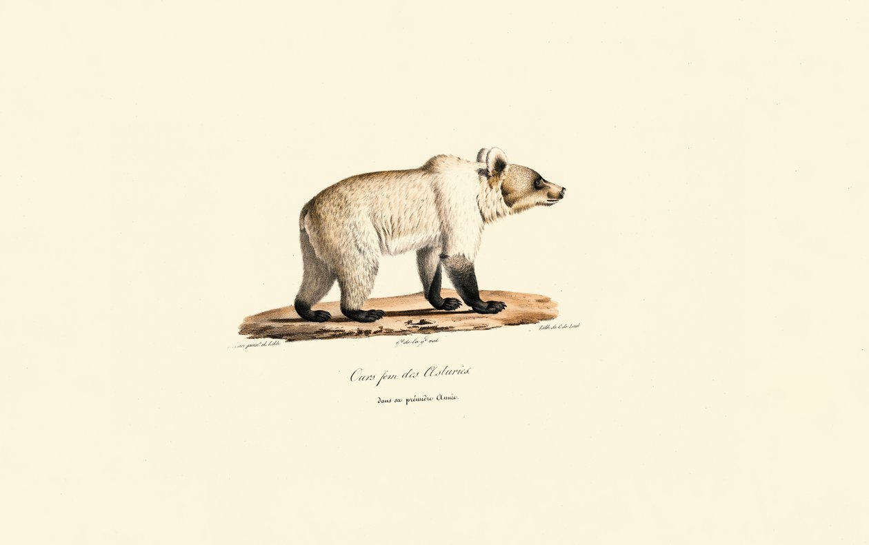 Cantabrian Brown Bear by Jacques Christophe Werner