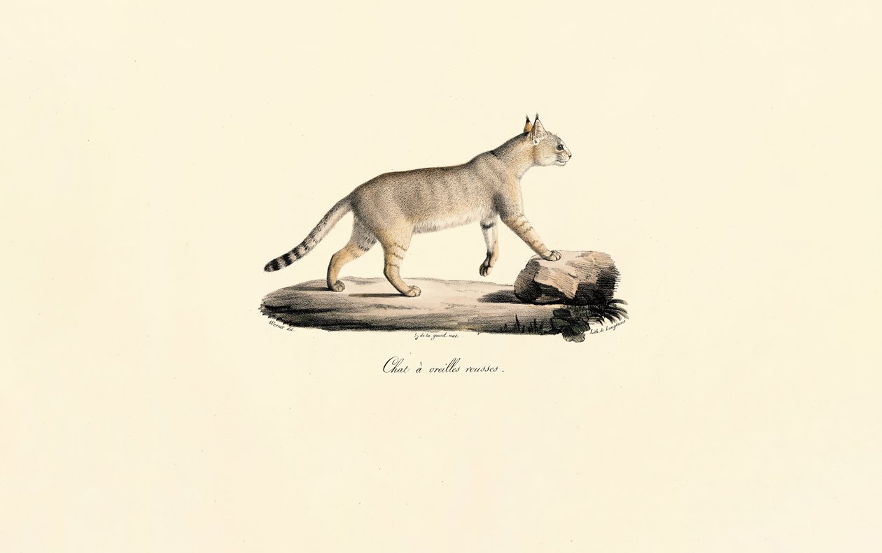 Caracal by Jacques Christophe Werner