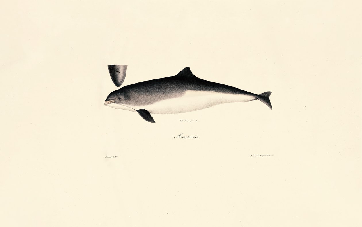 Common Bottlenose Dolphin by Jacques Christophe Werner