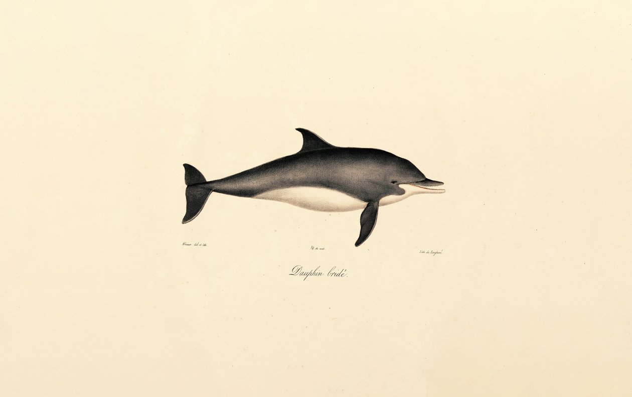 Common Dolphin by Jacques Christophe Werner