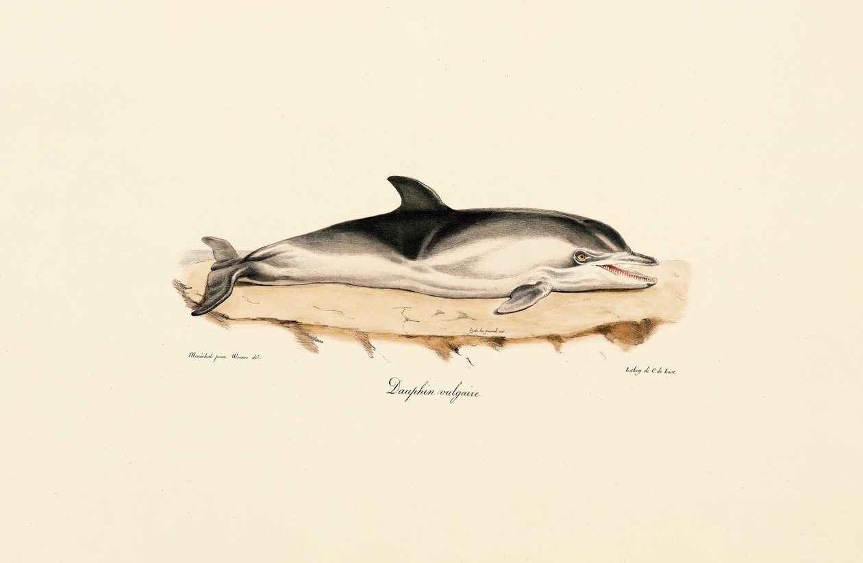 Common Dolphin by Jacques Christophe Werner