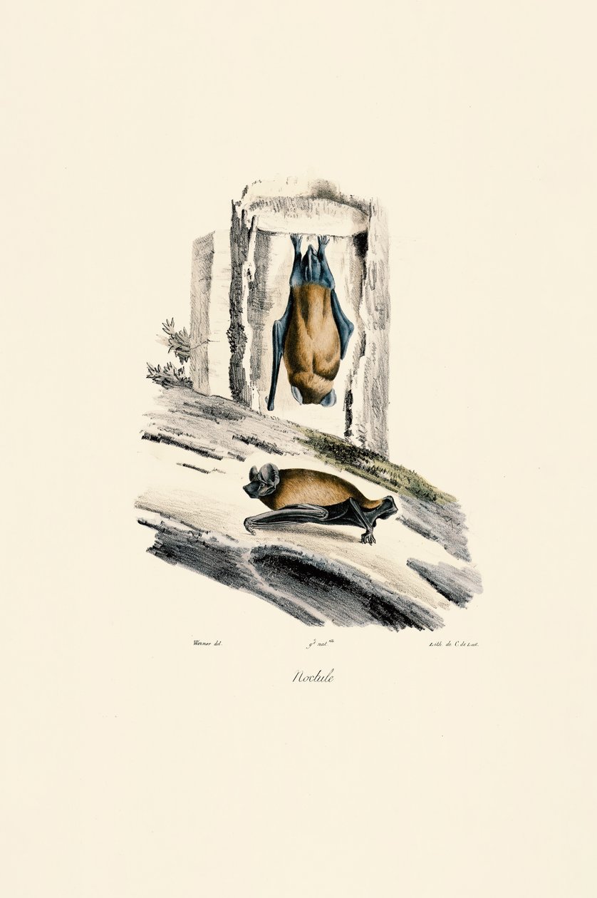 Common Noctule by Jacques Christophe Werner