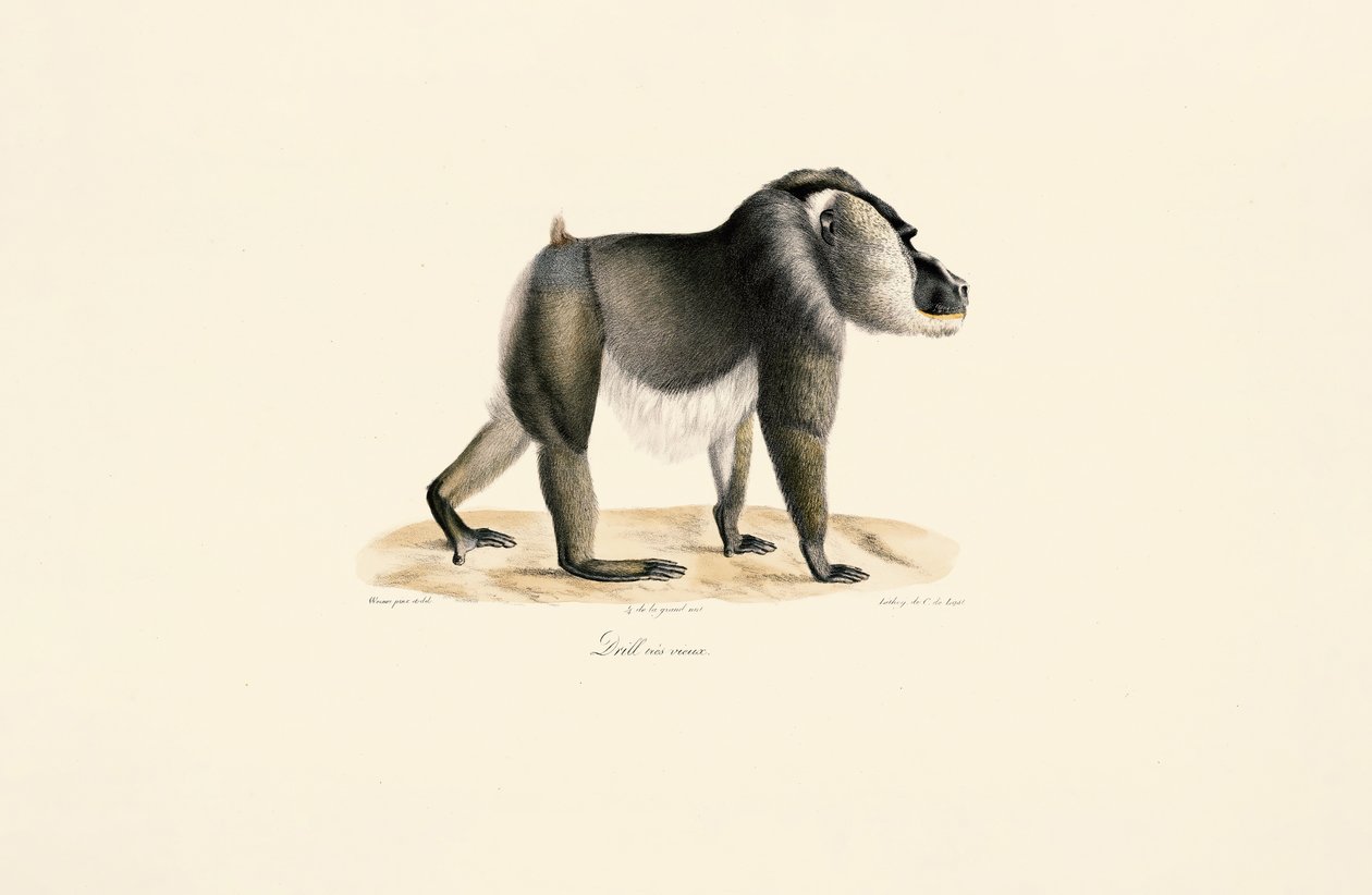 Drill with White Chest by Jacques Christophe Werner