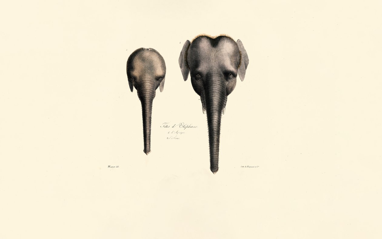Elephant Heads Comparison by Jacques Christophe Werner