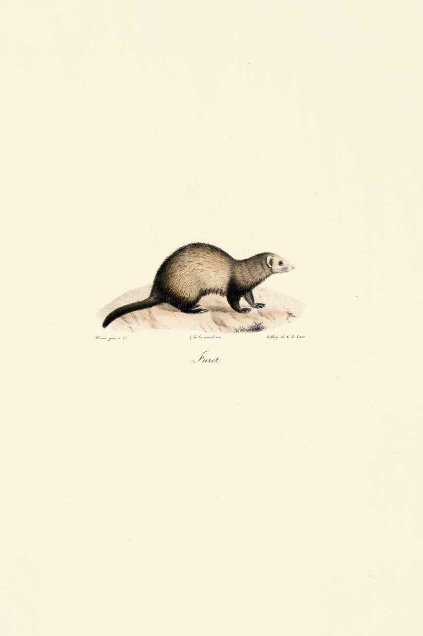 European Ferret by Jacques Christophe Werner