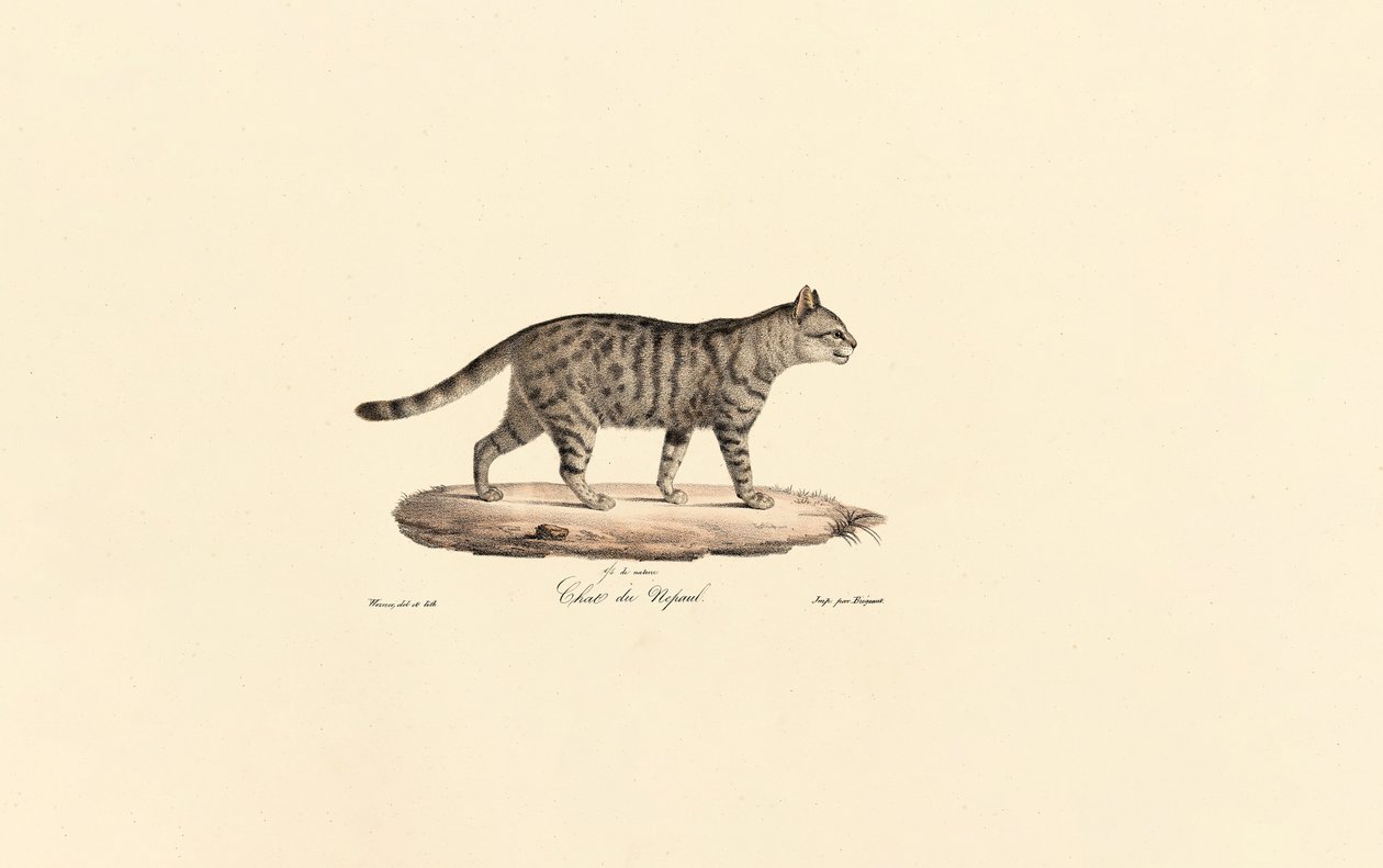 European Wildcat by Jacques Christophe Werner