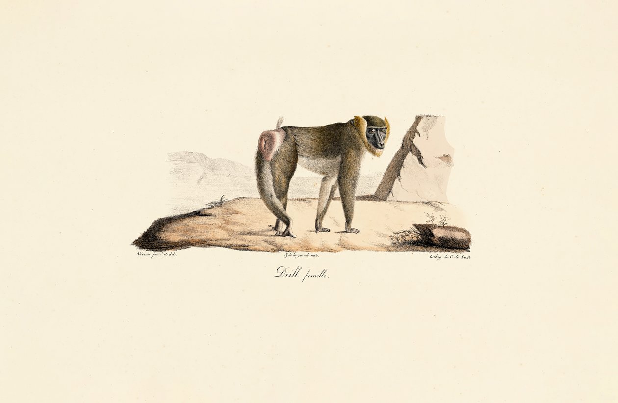 Female Drill by Jacques Christophe Werner