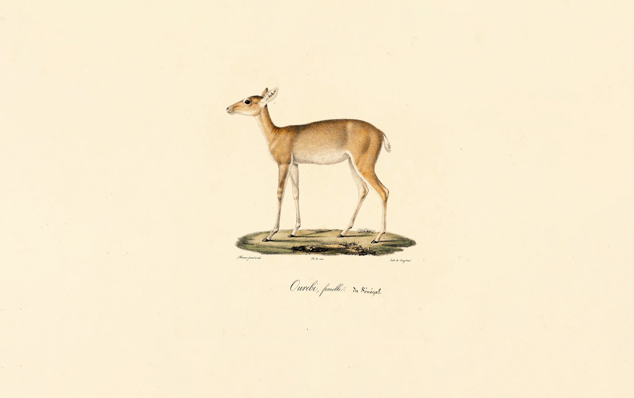 Female Oribi Antelope by Jacques Christophe Werner