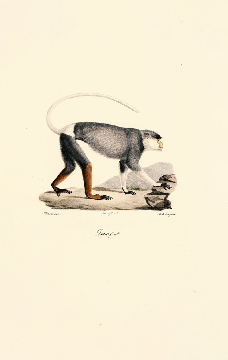 Female Patas Monkey by Jacques Christophe Werner