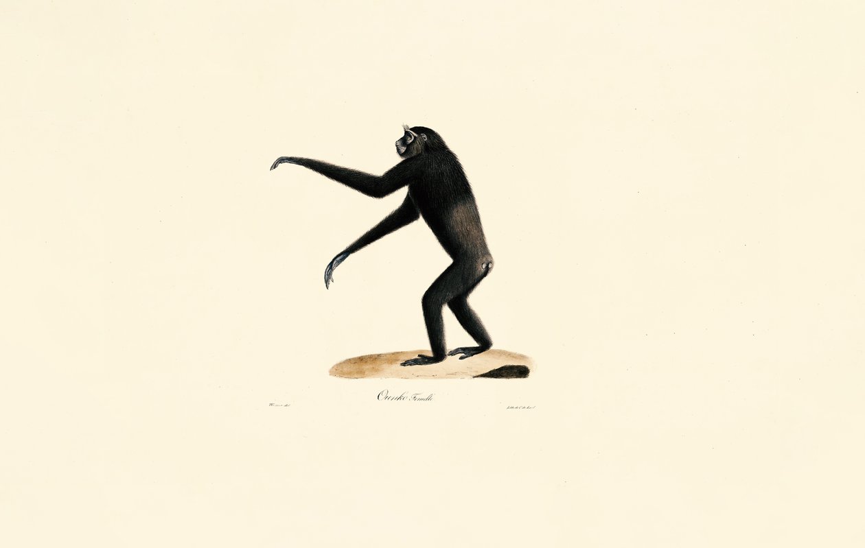 Female Siamang by Jacques Christophe Werner