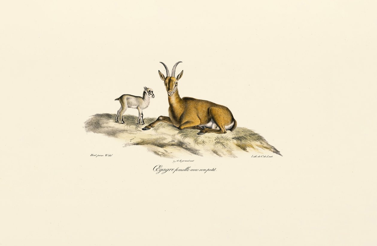 Female Wild Goat with Kid by Jacques Christophe Werner
