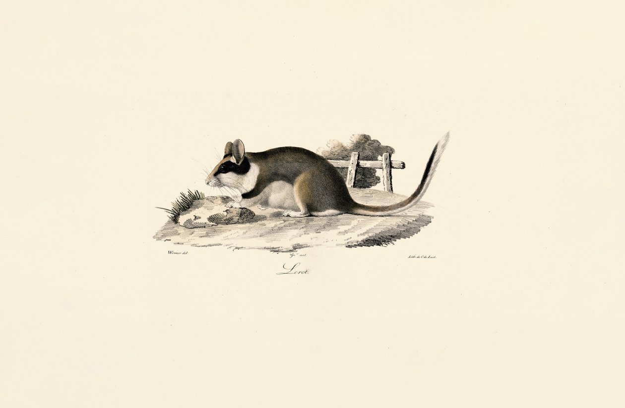 Garden Dormouse by Jacques Christophe Werner