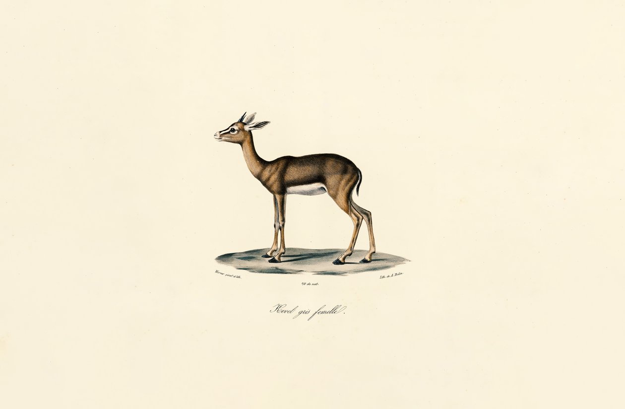 Gray Reedbuck (Female) by Jacques Christophe Werner