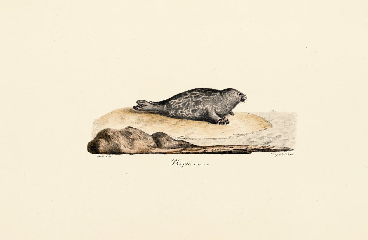 Harbor Seal by Jacques Christophe Werner